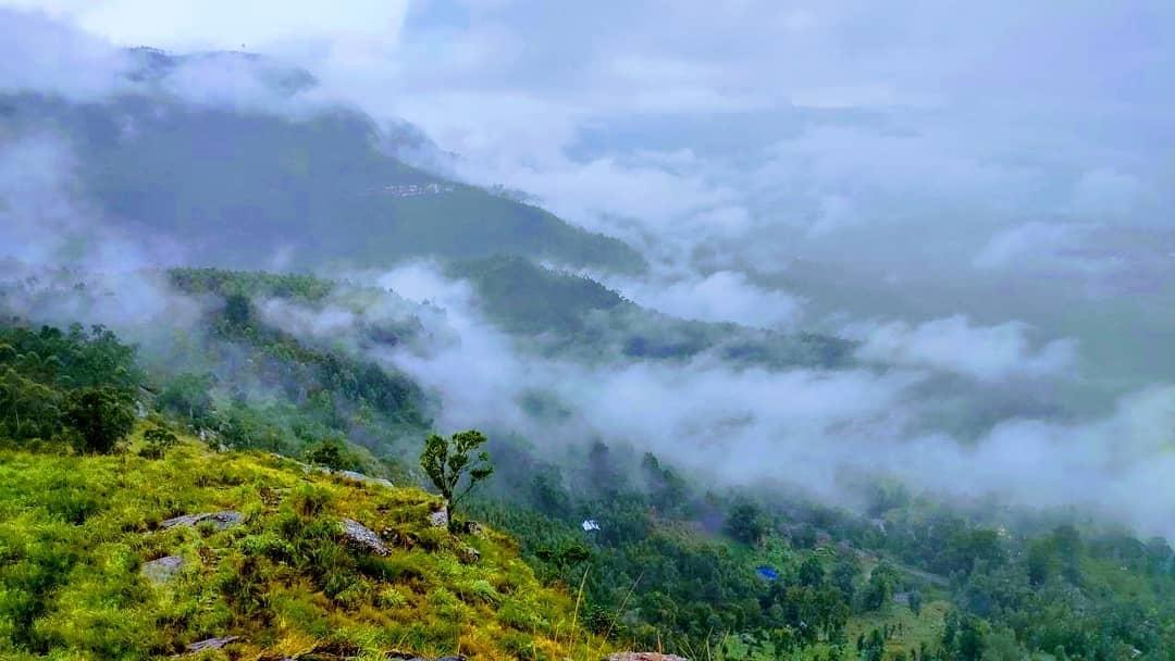 Tea Gardens